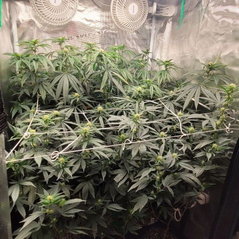 Orange Cookies growlog timeline photo