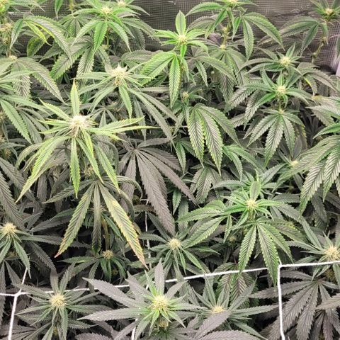 Orange Cookies growlog timeline photo