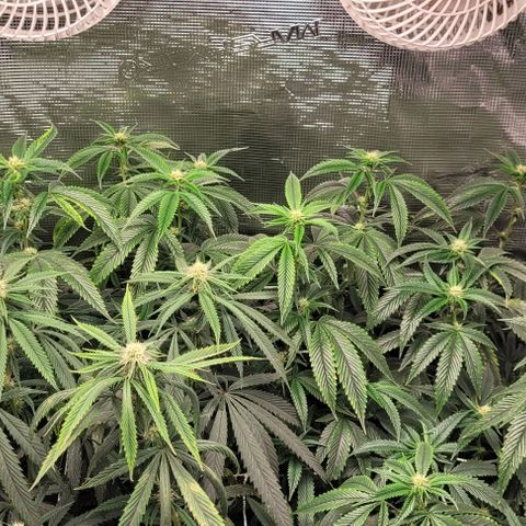 Orange Cookies growlog timeline photo