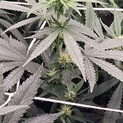 Orange Cookies growlog timeline photo
