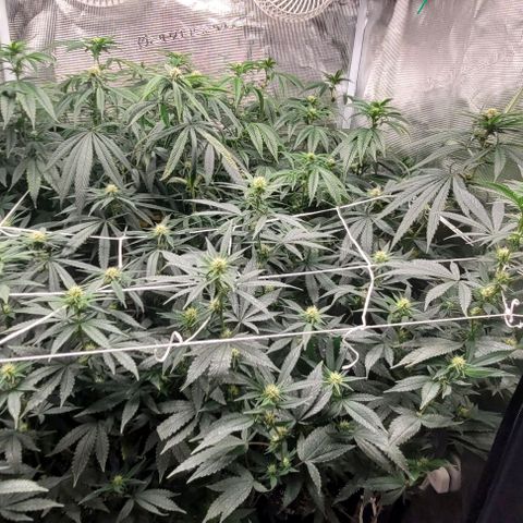 Orange Cookies growlog timeline photo