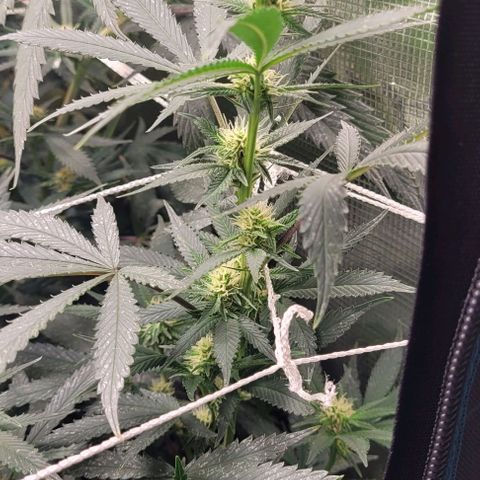 Orange Cookies growlog timeline photo