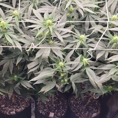 Orange Cookies growlog timeline photo