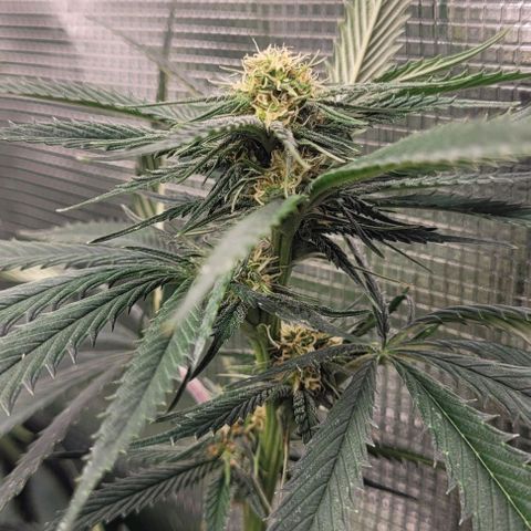 Orange Cookies growlog timeline photo