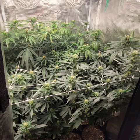 Orange Cookies growlog timeline photo