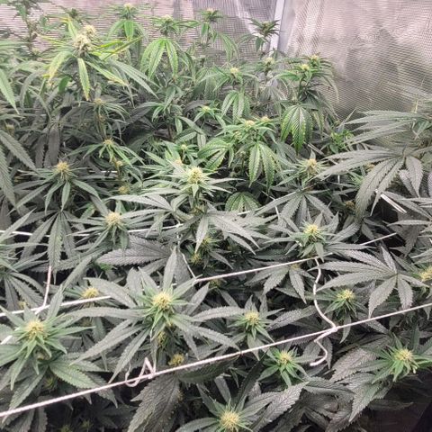 Orange Cookies growlog timeline photo