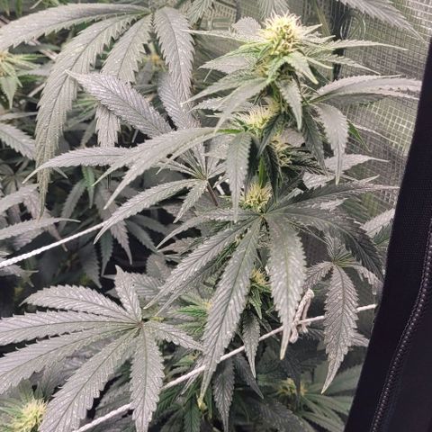 Orange Cookies growlog timeline photo