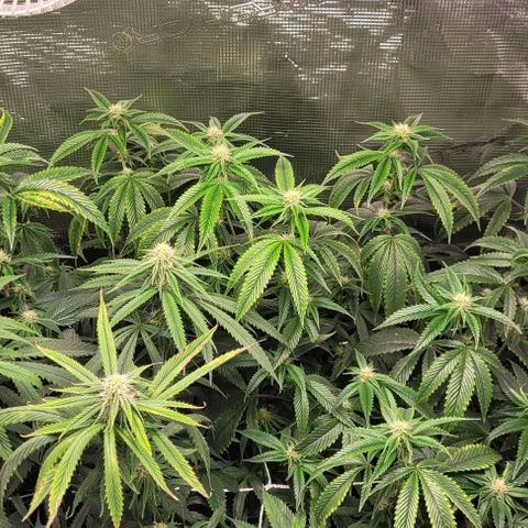 Orange Cookies growlog timeline photo