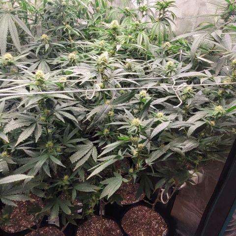 Orange Cookies growlog timeline photo