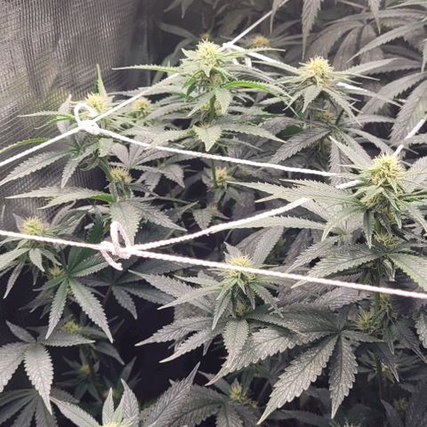 Orange Cookies growlog timeline photo