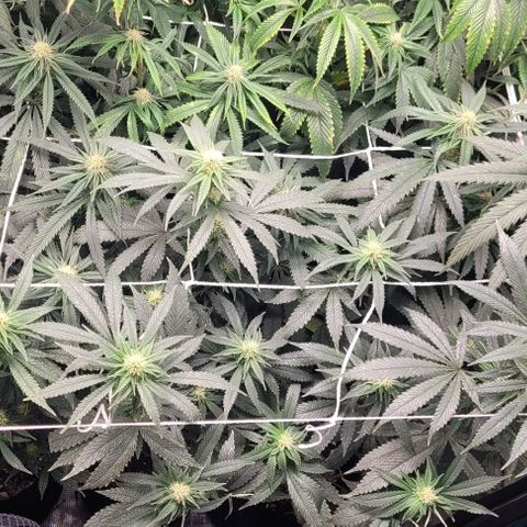 Orange Cookies growlog timeline photo