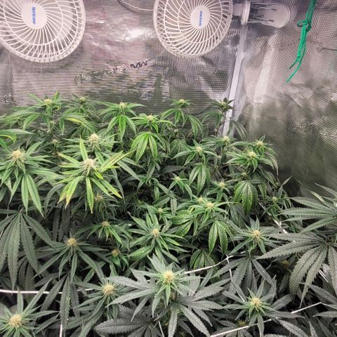 Orange Cookies growlog timeline photo