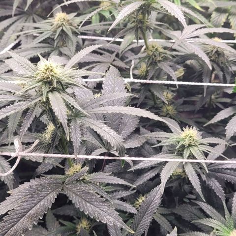 Orange Cookies growlog timeline photo