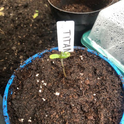 Titan F1 #1 growlog photo: Umtopfen von Keimbox in eigenen Topf