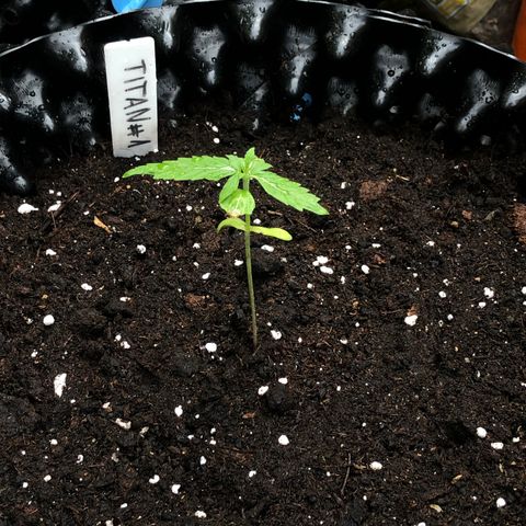 Titan F1 #1 growlog photo: Umtopfung in 12,5 Liter AirPot
