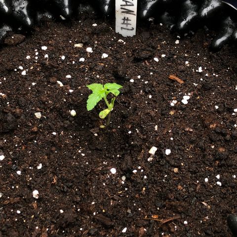 Titan F1 #2 growlog photo: Umtopfung in 12,5 Liter AirPot