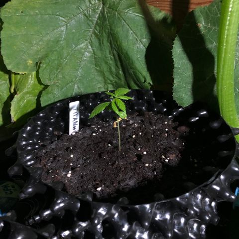 Titan F1 #1 growlog timeline photo