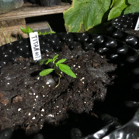 Titan F1 #2 growlog timeline photo