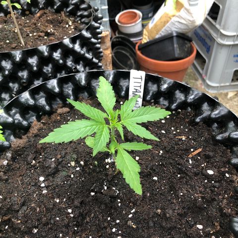 Titan F1 #2 growlog timeline photo
