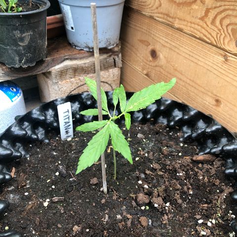 Titan F1 #1 growlog photo: Ein Blatt wurde leider mit einem Zucchinistamm berührt und hat deswegen Wunde Stellen