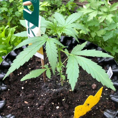 Titan F1 #2 growlog timeline photo