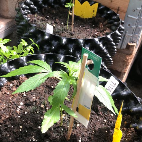 Titan F1 #2 growlog timeline photo