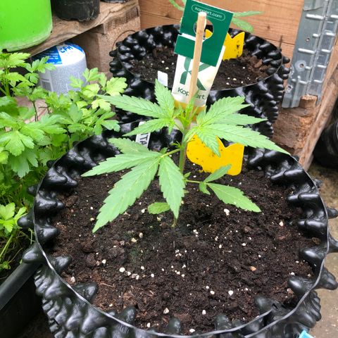 Titan F1 #2 growlog timeline photo