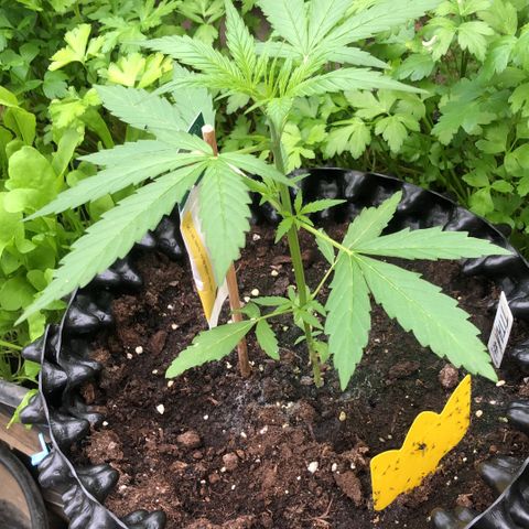 Titan F1 #2 growlog timeline photo