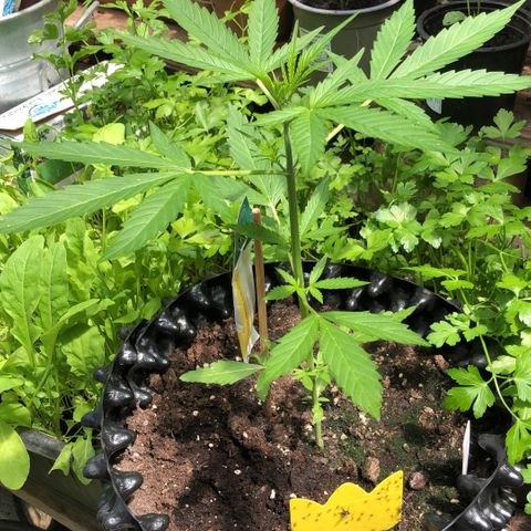Titan F1 #2 growlog timeline photo
