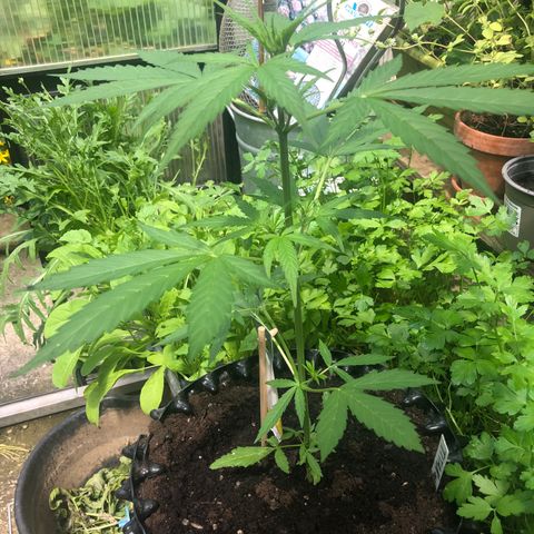 Titan F1 #2 growlog timeline photo