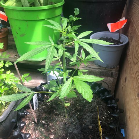 Titan F1 #1 growlog timeline photo