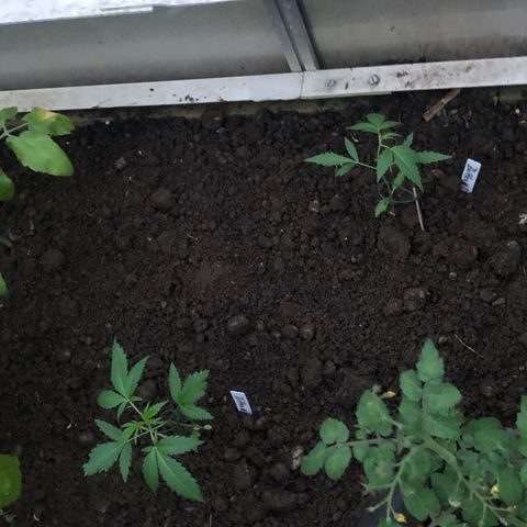 Zkittlez #2 growlog timeline photo