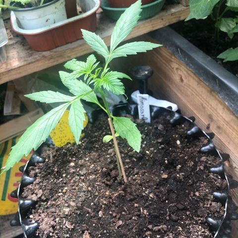 MimosaXOrangePunch Auto growlog timeline photo