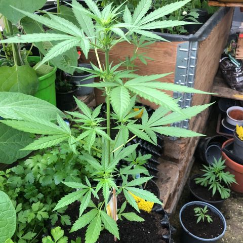 Titan F1 #2 growlog timeline photo
