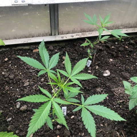 Zkittlez #2 growlog timeline photo