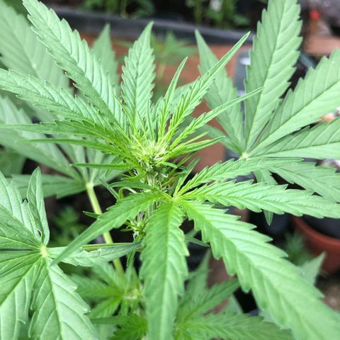 Titan F1 #2 growlog timeline photo