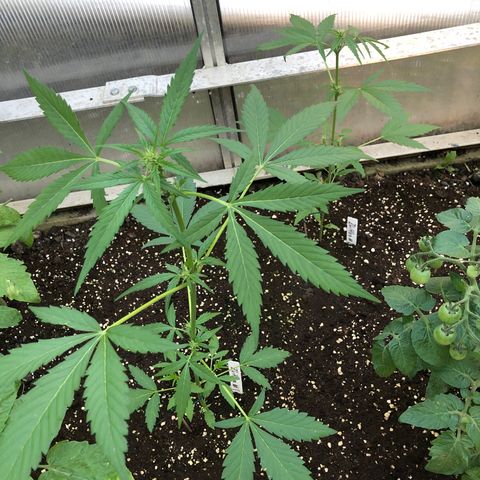 Zkittlez #2 growlog timeline photo
