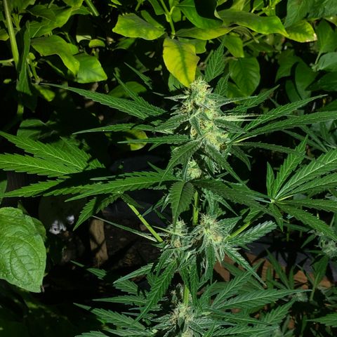 Titan F1 #2 growlog timeline photo