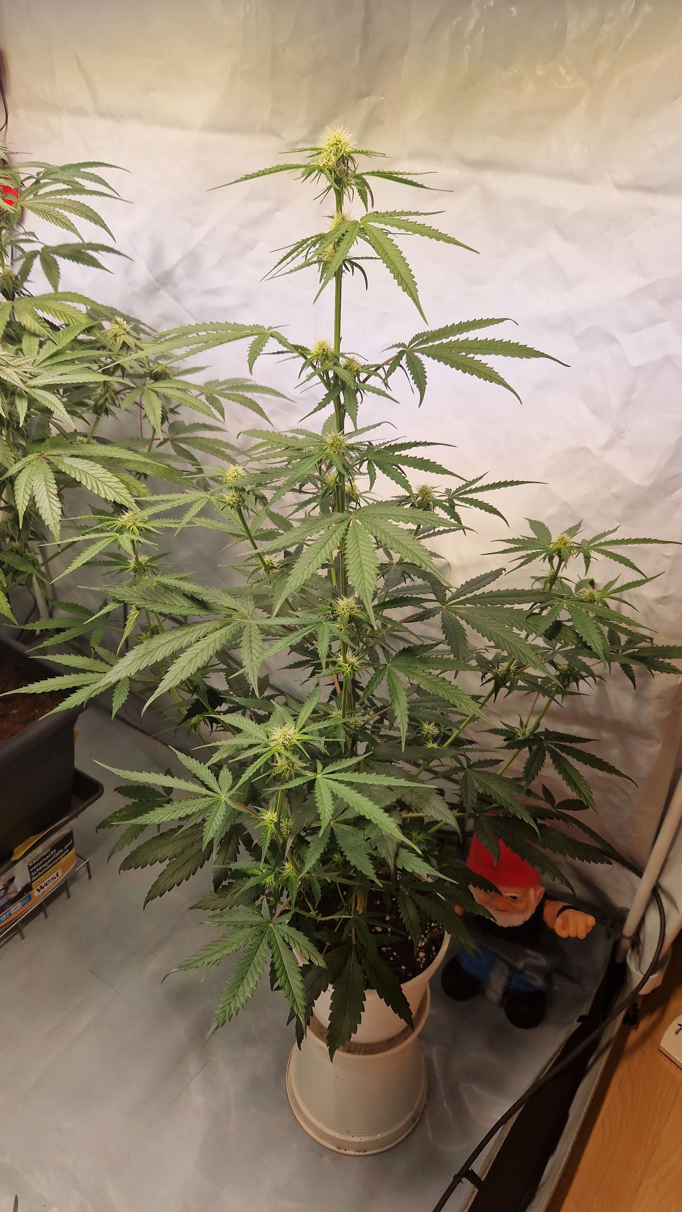 Northern Lights Auto Royal #2 growlog header