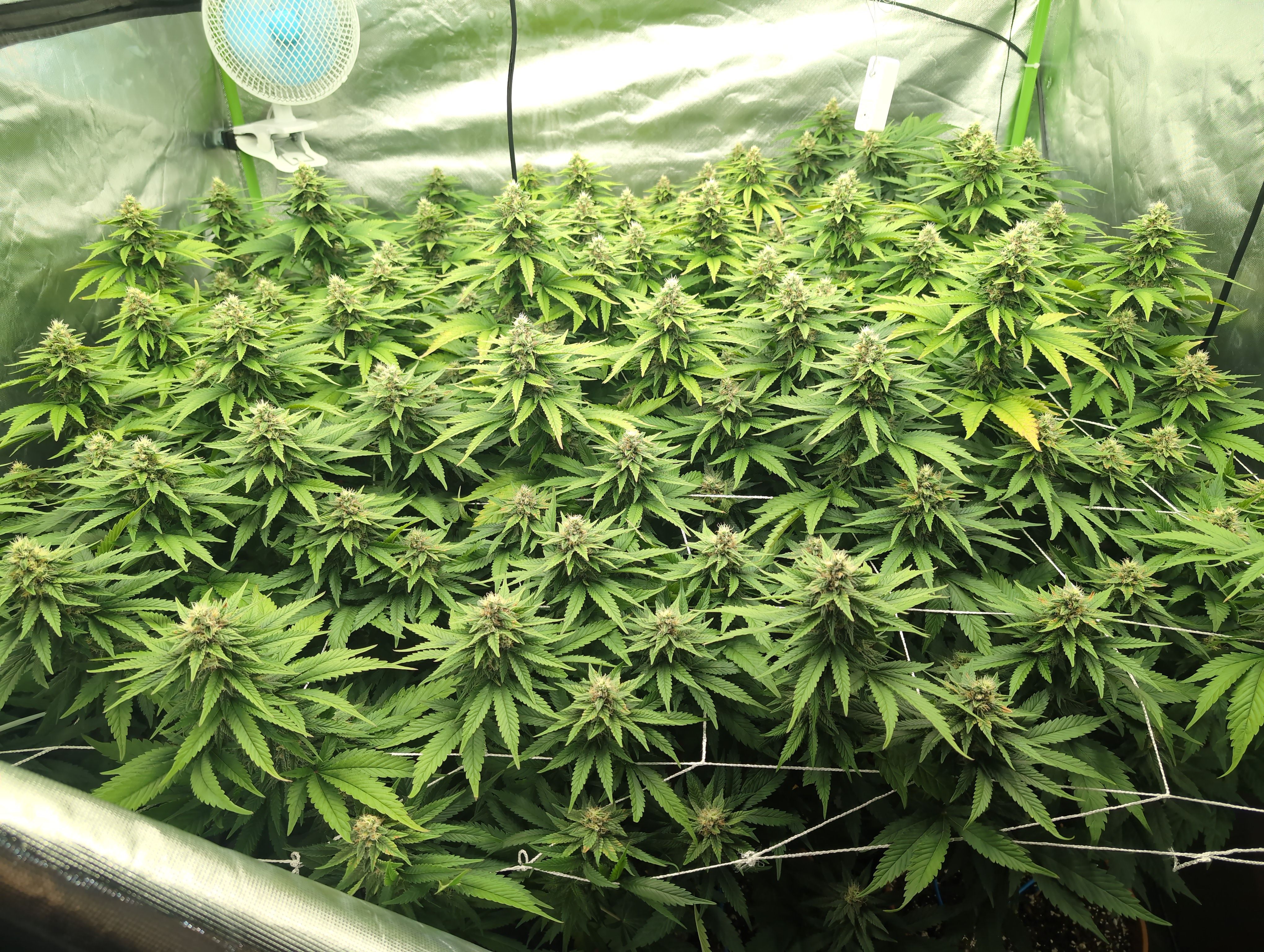 OG Kush Clones #2 9stk. Barney's  growlog header