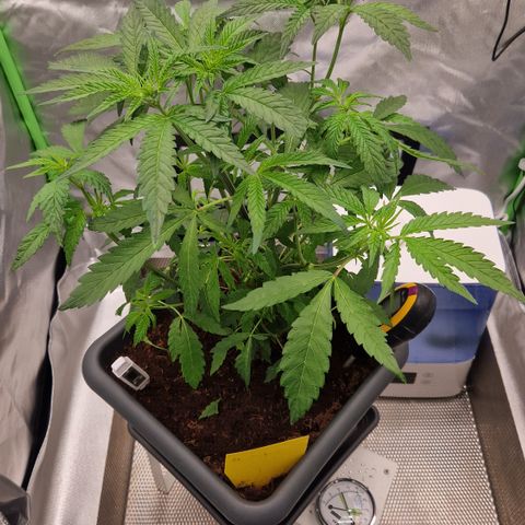 Gorilla Skittlez Barney's Farm  growlog timeline photo