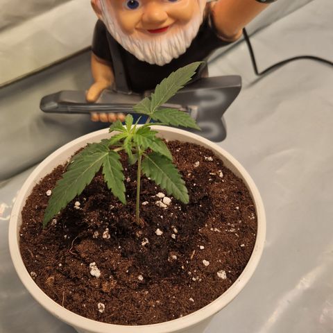 Northern Lights Auto Royal #2 growlog photo