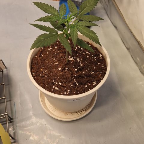 Northern Lights Auto Royal #2 growlog photo