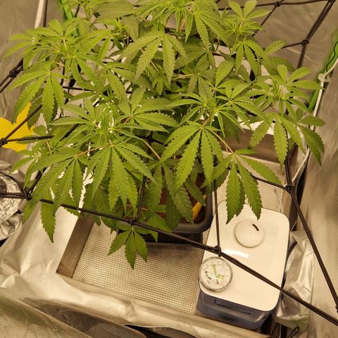 Gorilla Skittlez Barney's Farm  growlog timeline photo