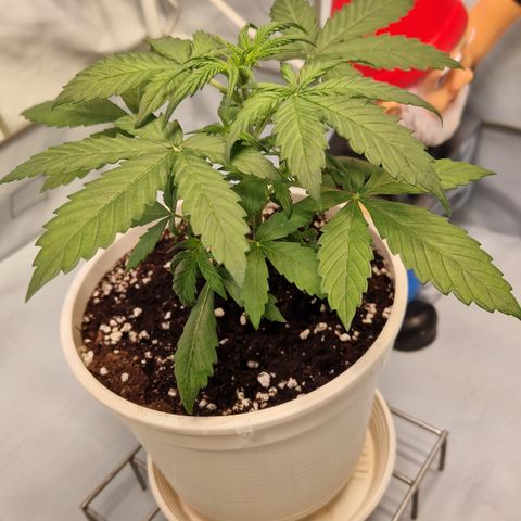 Royal Blumatic Auto  growlog timeline photo