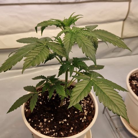 Royal Dwarf Auto Royalqueenseeds growlog timeline photo