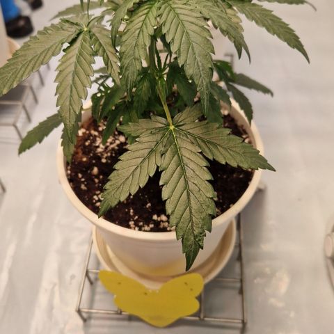 Northern Lights Auto Royal #1 growlog timeline photo