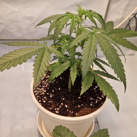 Northern Lights Auto Royal #2 growlog photo
