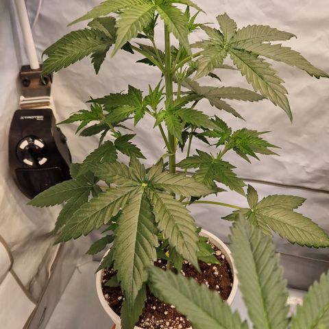 Royal Dwarf Auto Royalqueenseeds growlog timeline photo