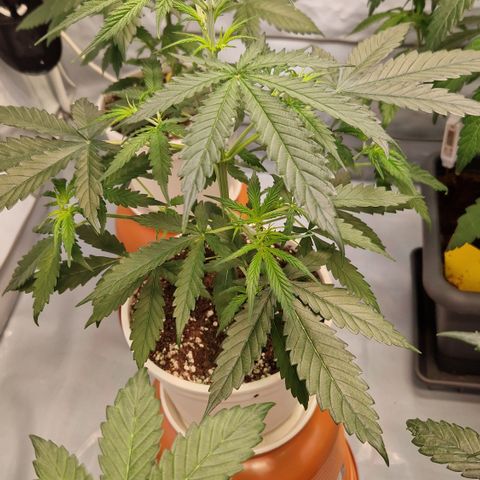 Northern Lights Auto Royal #2 growlog photo